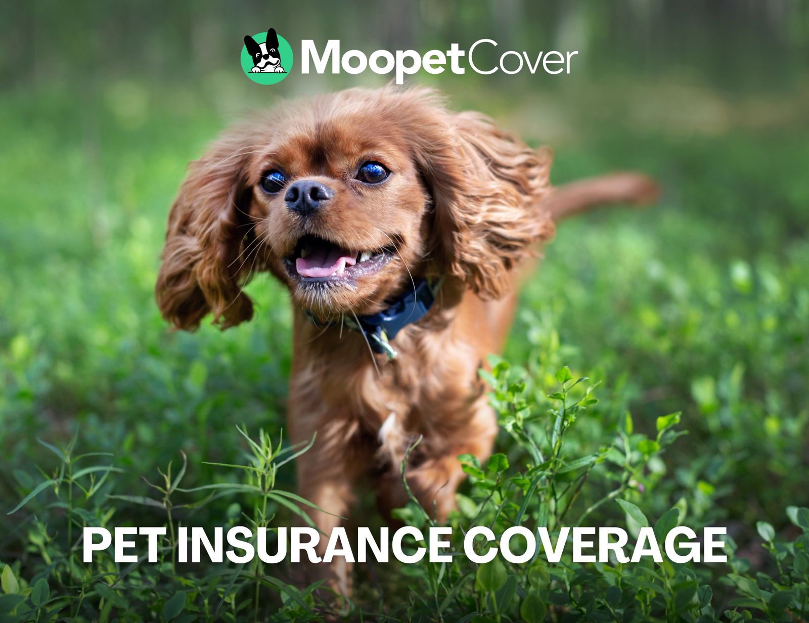 The Complete Guide To Choosing The Right Pet Insurance In The UAE