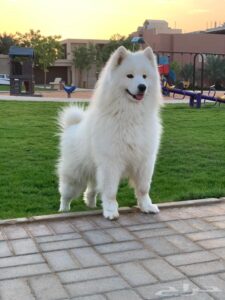 هاسكي Samoyed