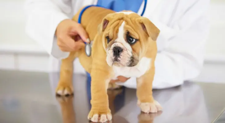 اعراض امراض الكلاب بالتفاصيل الدقيقة