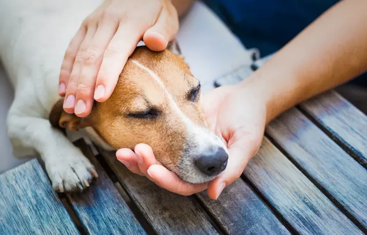 علاج الاسهال عند الكلاب وأسبابه الشائعة