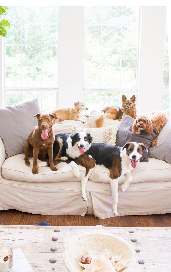 dogs in home