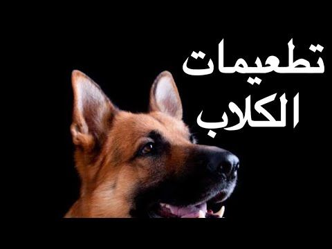 تطعيمات الكلاب