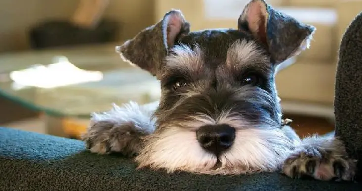 كلب Schnauzer