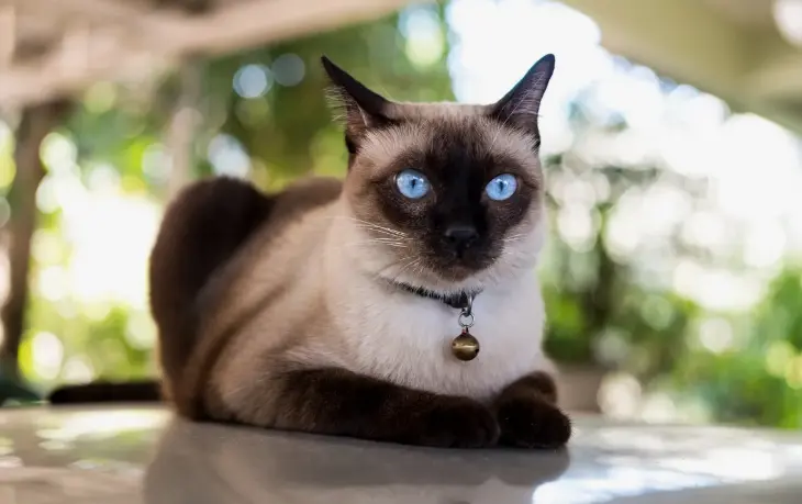 Siamese cat