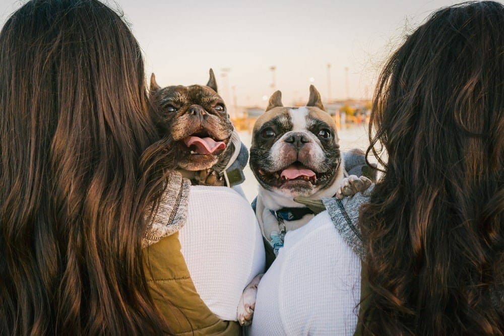 4 Reasons Why Two Dogs Are Better Than One