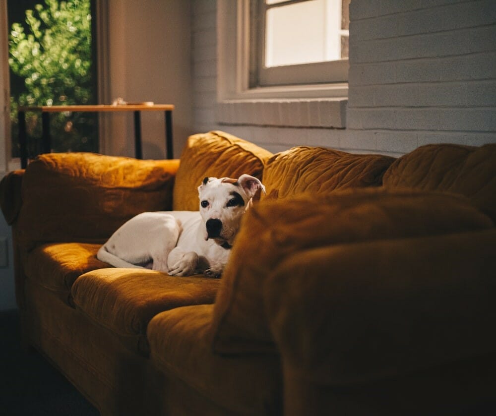 5 Ways to Keep Your House Clean with A Dog