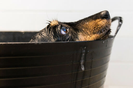 5 tips that will help with your dog bath