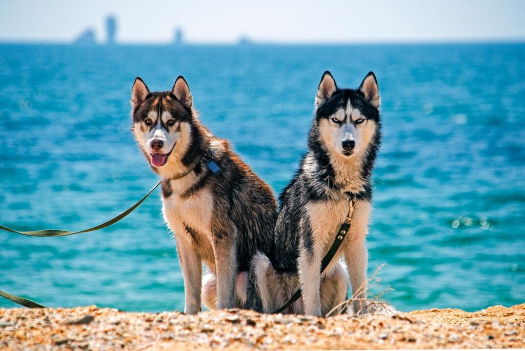 6 Things You Must Have on a Dog Beach Day