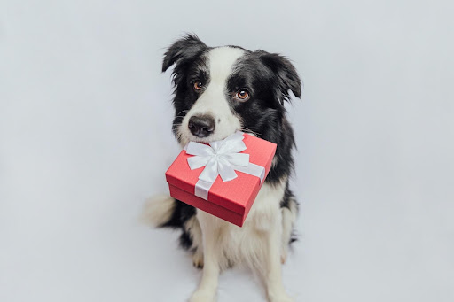 A Pawfect Valentine’s Day With Your Dog