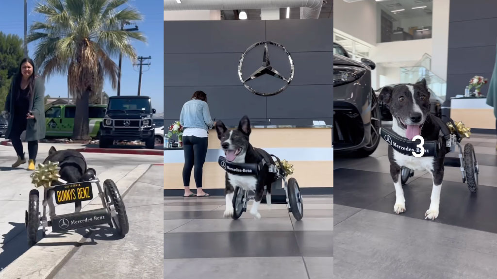 Bunny A Rescue Dog and her Mercedes Wheelchair