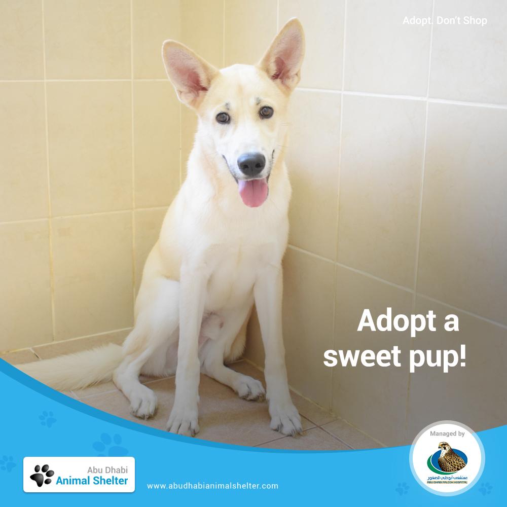 Abu Dhabi Animal Shelter