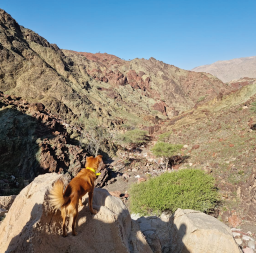 Ain Al Sheria Dog Hike