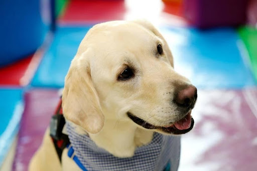 Animal Therapy for Abuse Victims in Dubai