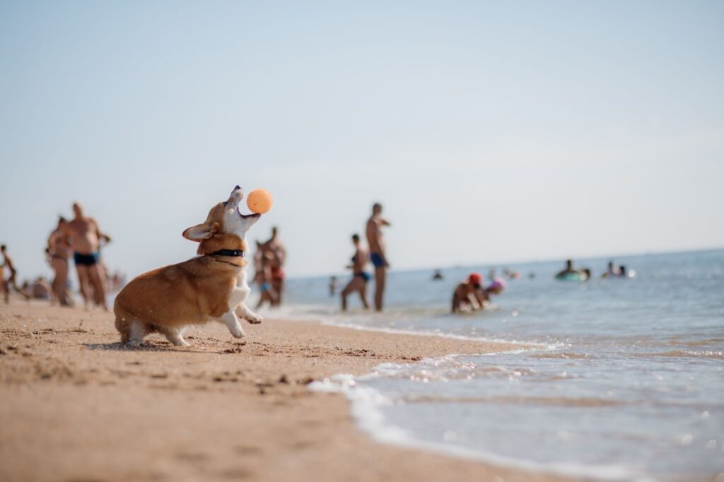 Beach with Your Dog