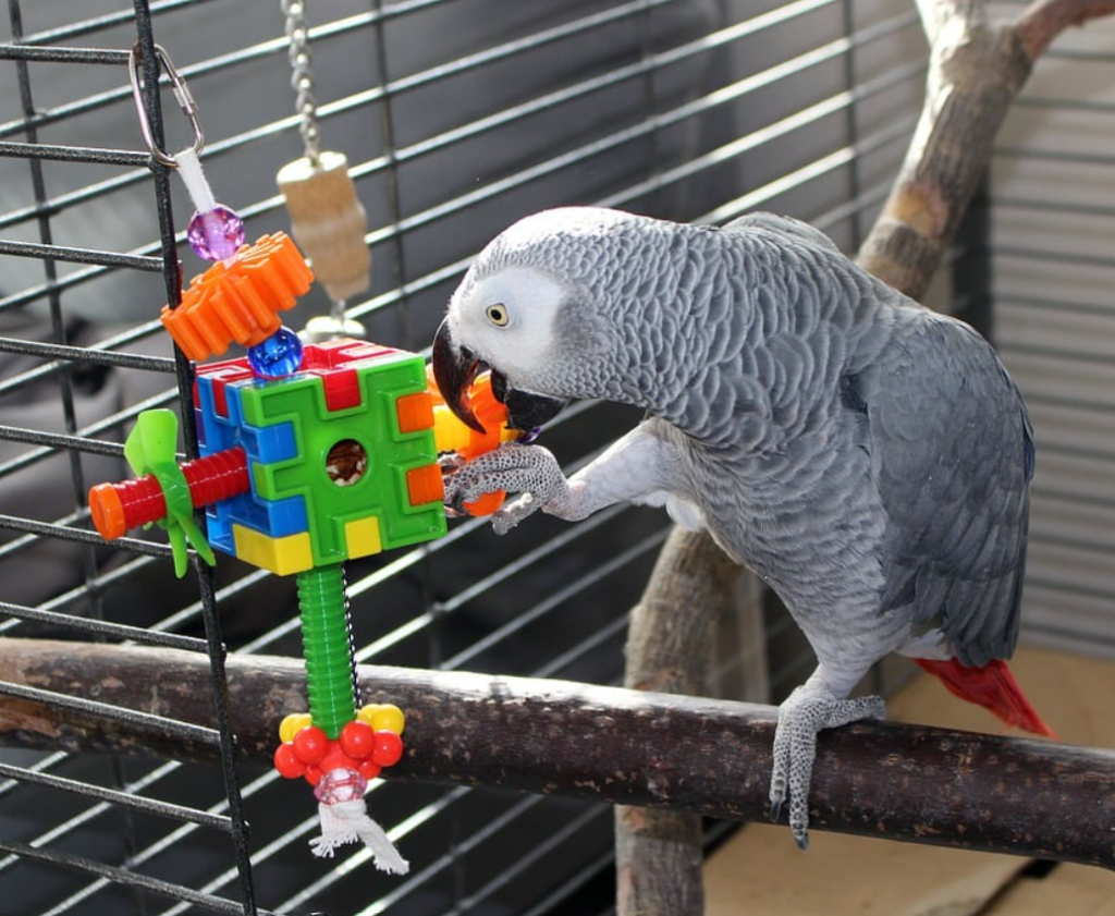 Best Bird toys