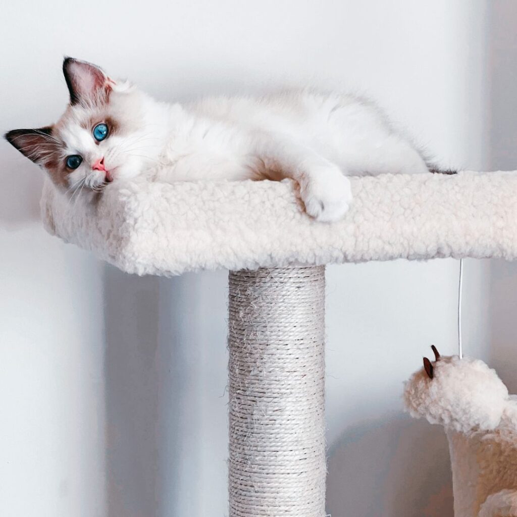 Best Cat Tree