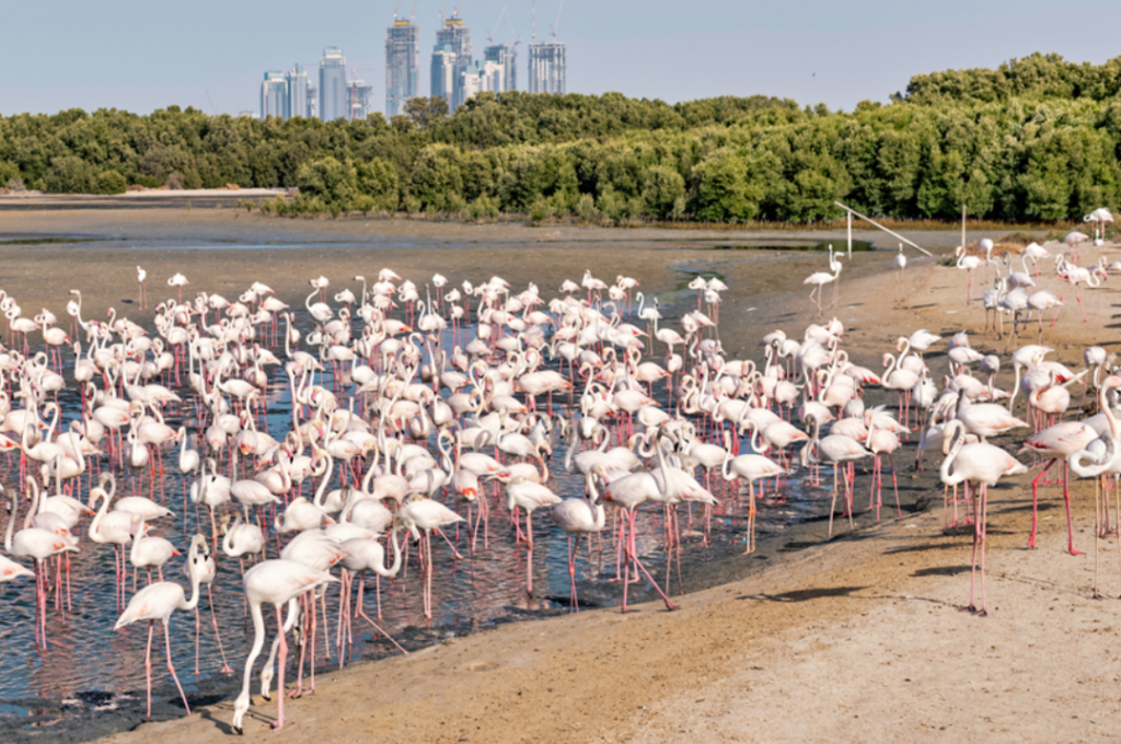 Bird Sanctuaries in Dubai