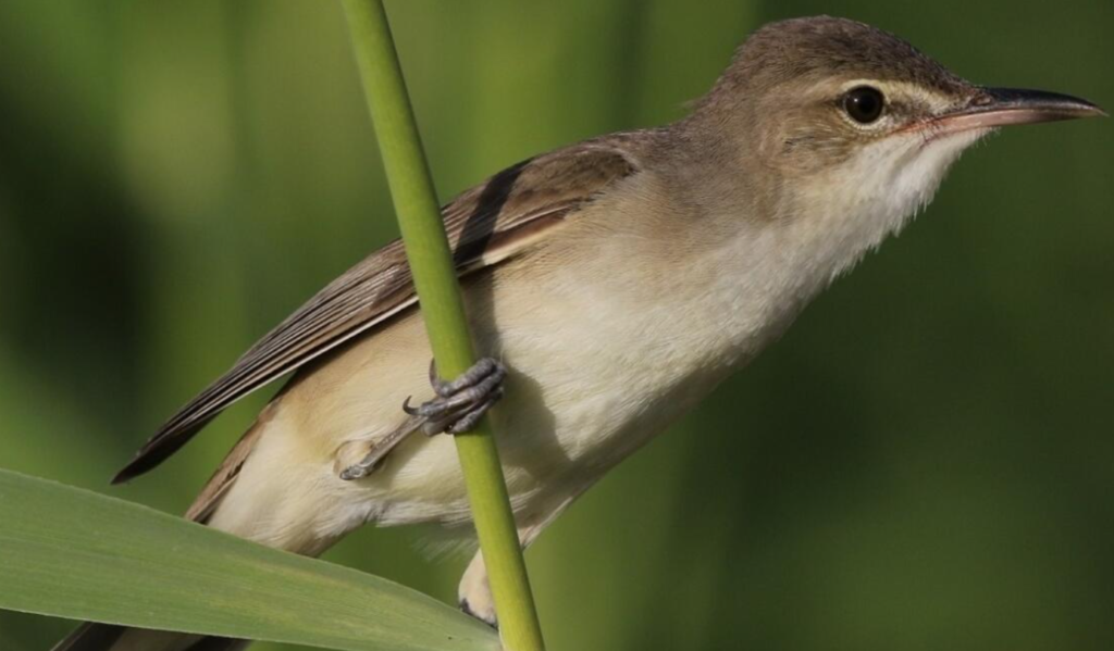 Bird Species in Dubai