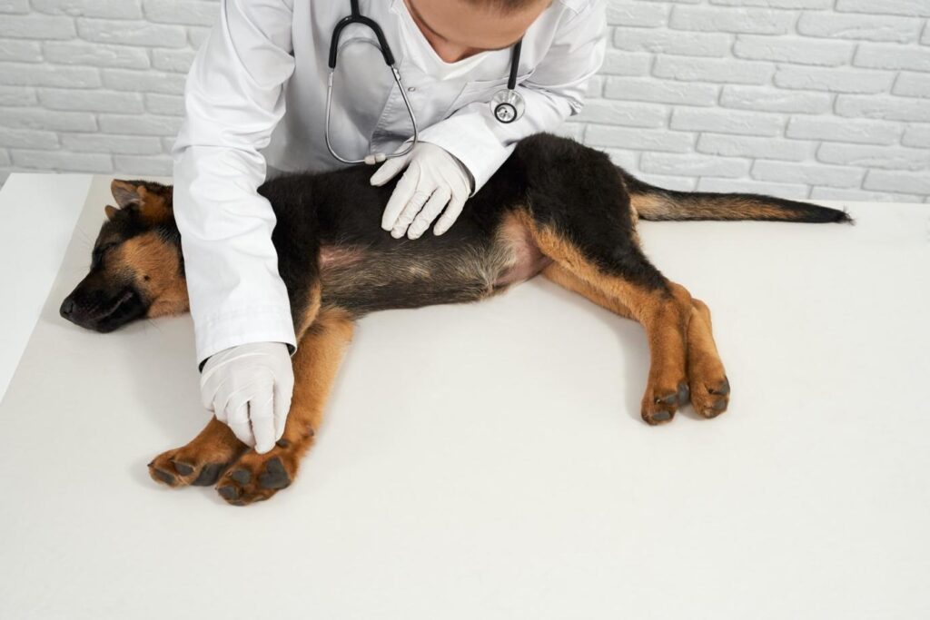 Canine Distemper in Dubai