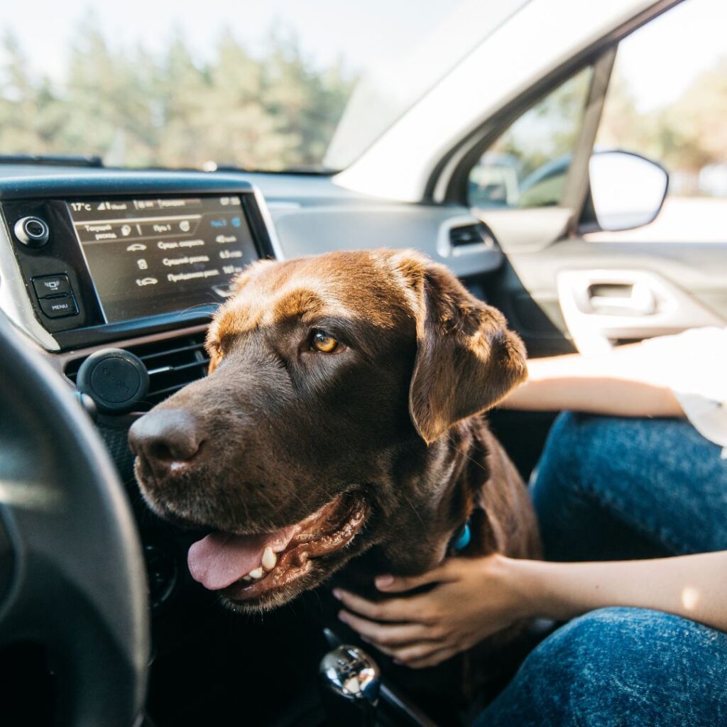 Car seat for dogs