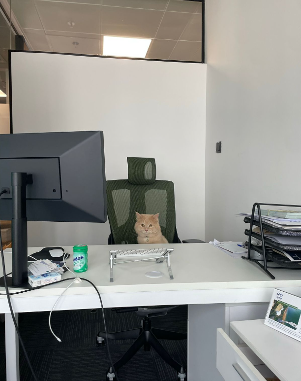 Cat Office Day