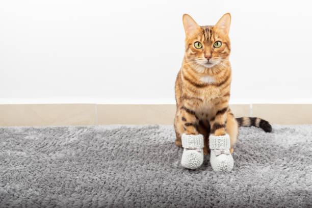 Cat Safety Shoes