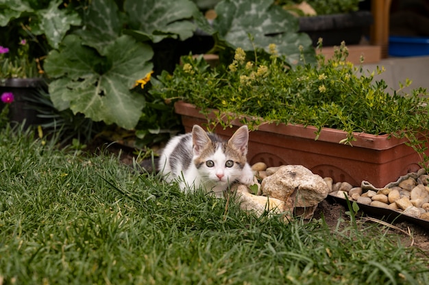 Cat friendly Garden