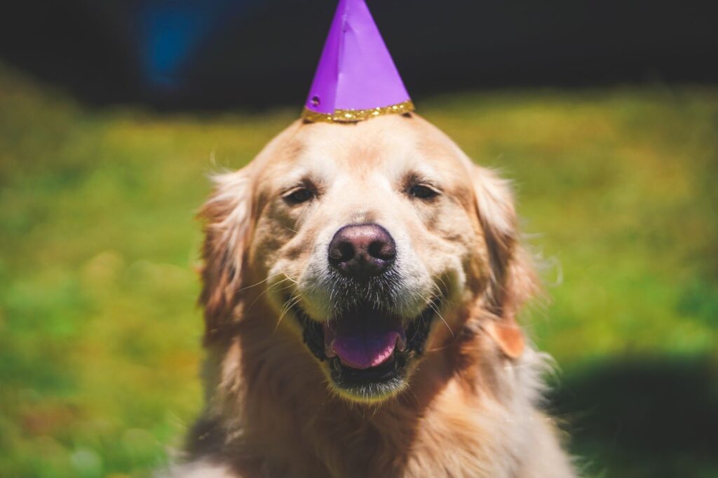 Celebrate your Birthday at RAK Animal Welfare Center