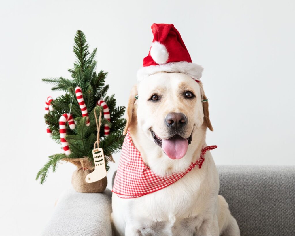 Christmas Gifts for Your Dog