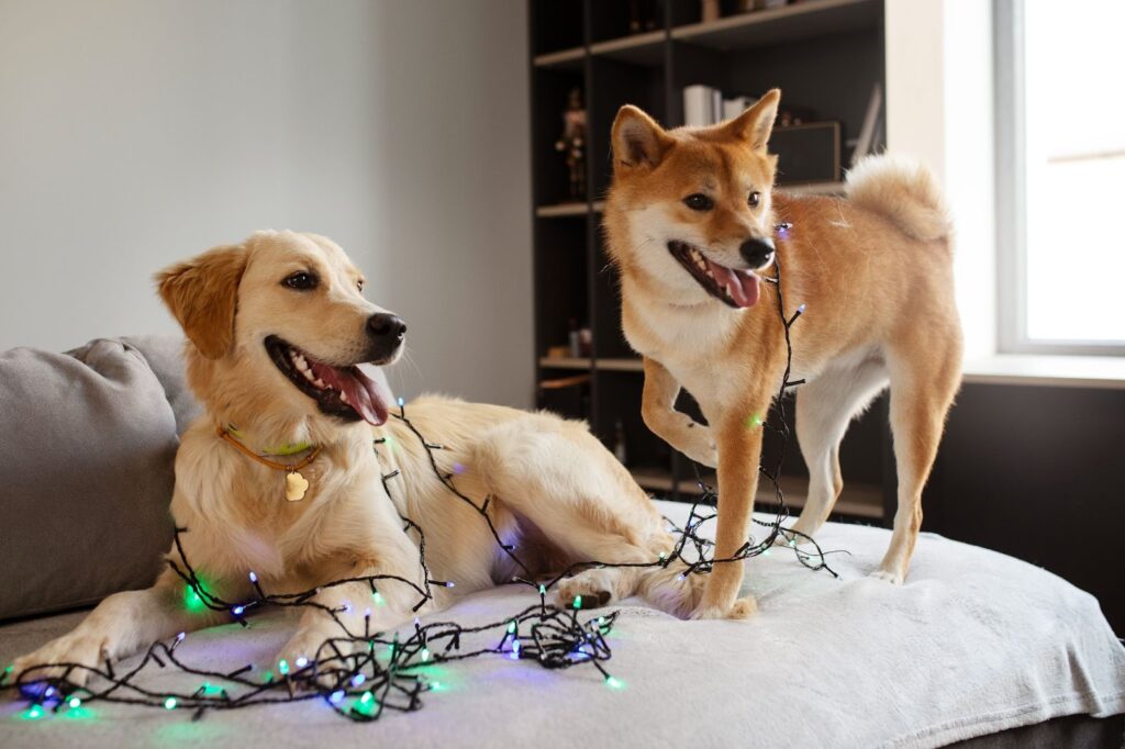 Christmas things to do with your Dog this Weekend