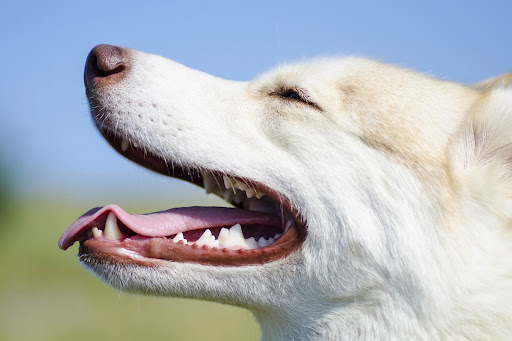 Clean Your Dog’s Teeth Without Brushing