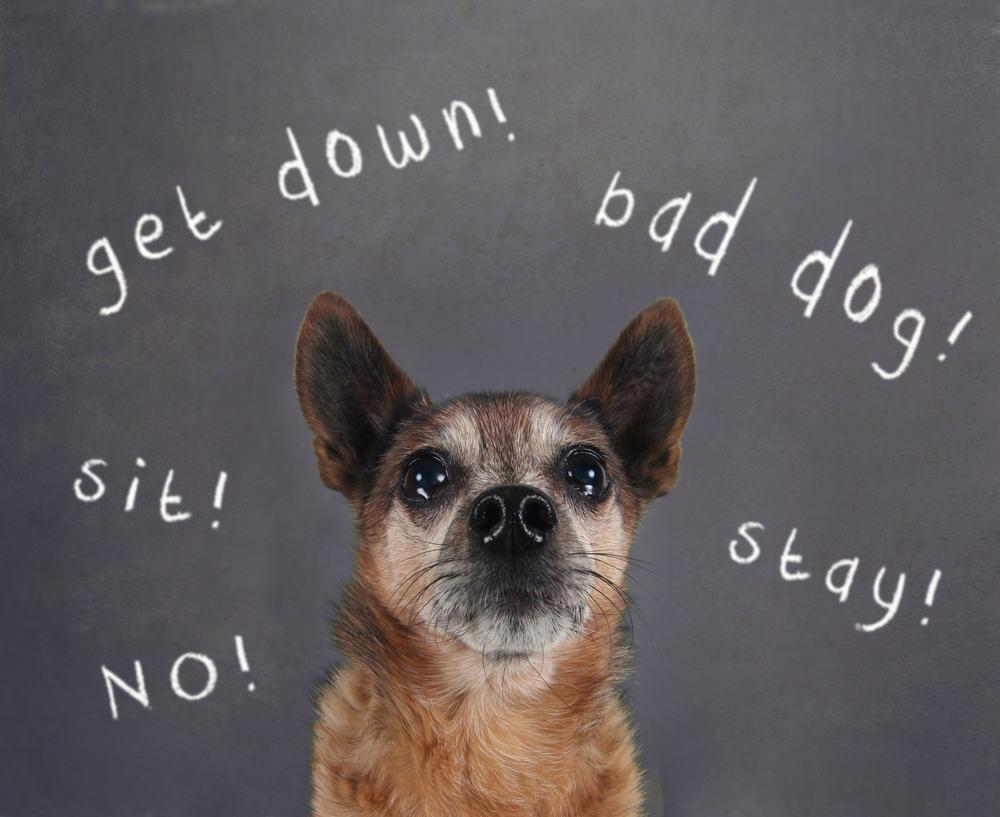 Common Mistakes in Dog Training and How to Fix Them