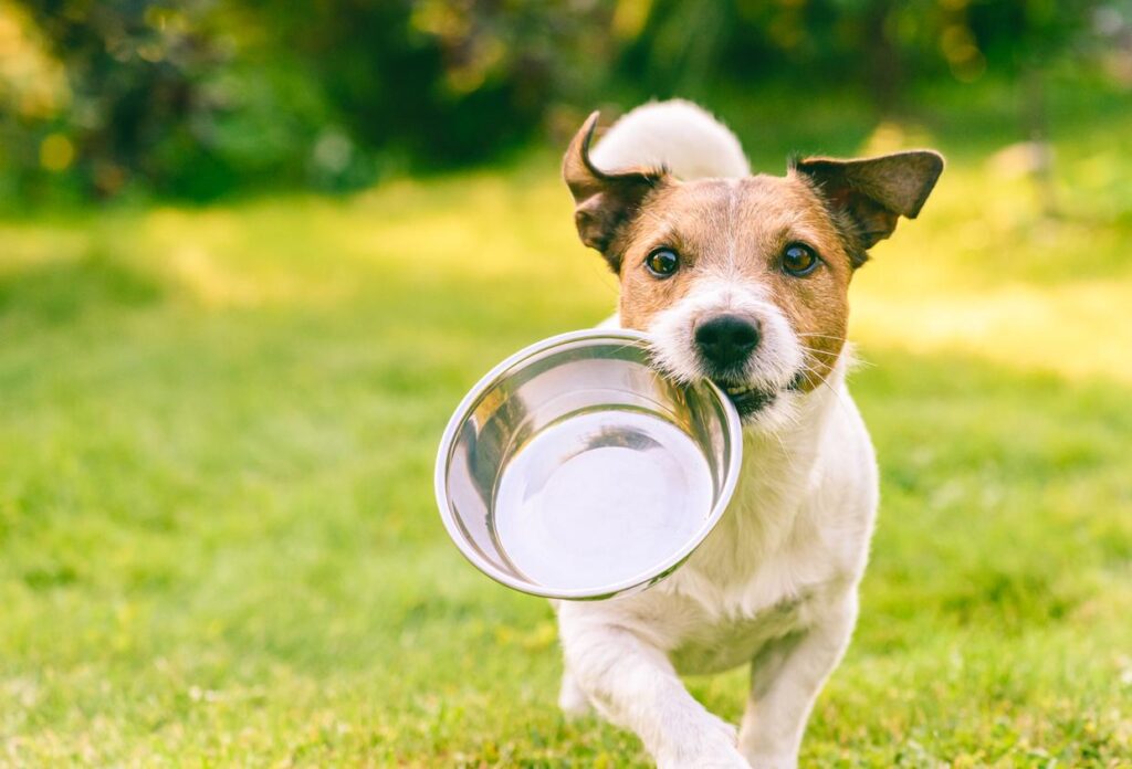 DIY Meals For Your Dog