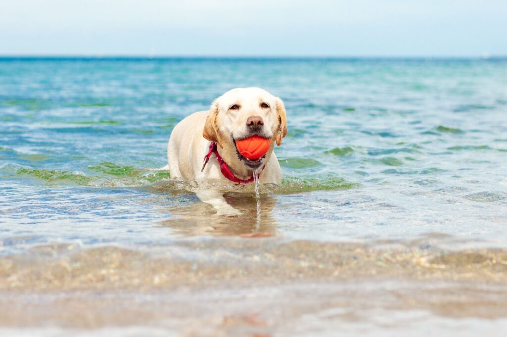 Dog Beach