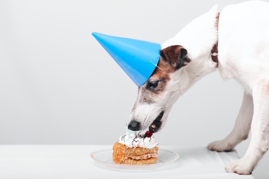 Dog Cake