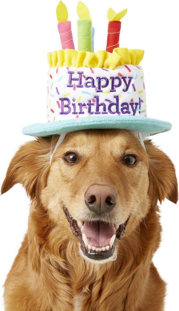 Dog Birthday Gift Ideas