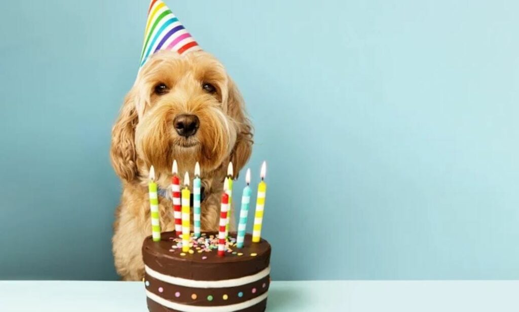 Dog Birthday in Dubai
