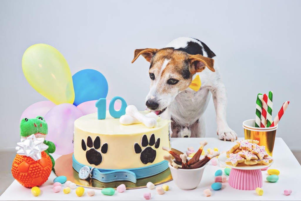 Dog Birthday in Dubai