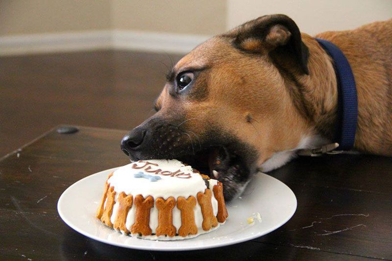 Dog Cake in Dubai