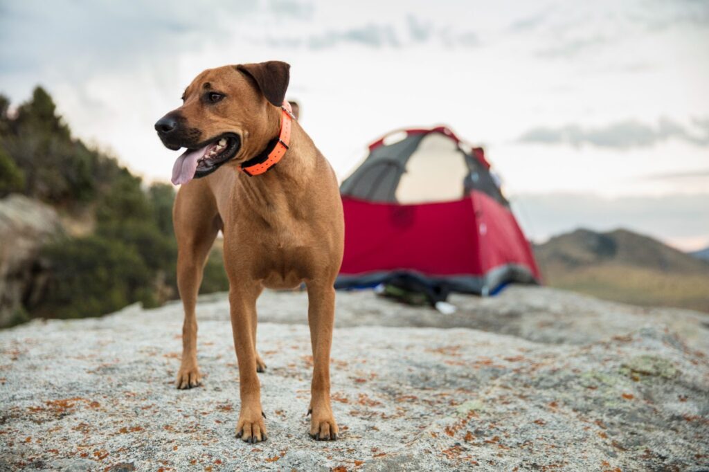 Dog Friendly Camping spots