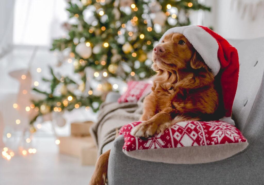 Dog Friendly Christmas Events