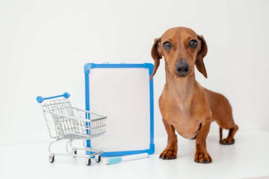 Dog-Savvy Saving Tips - How to Save on Your Dog Expense