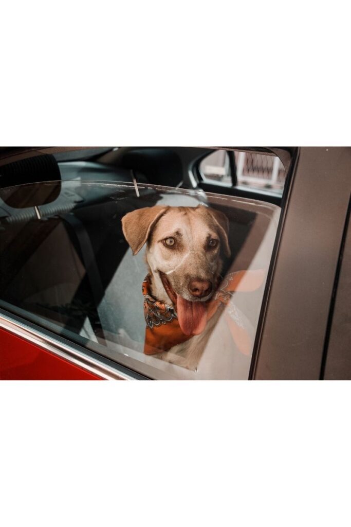 Dog Supplies You Need in Your Car