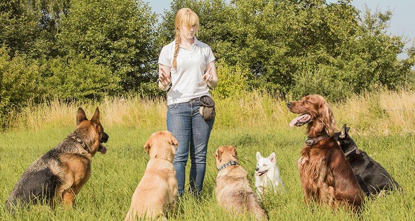 Dog Training Essentials