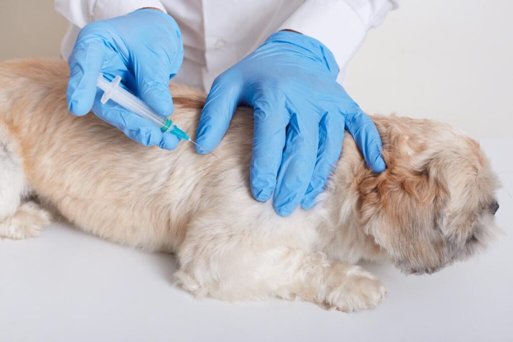 Dog Vaccination Dubai