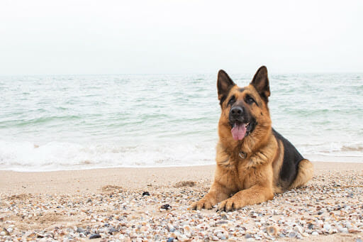 Dog friendly beach in Dubai