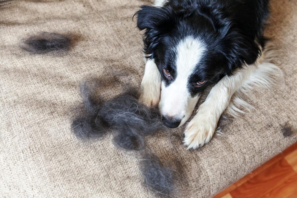 Dog hair