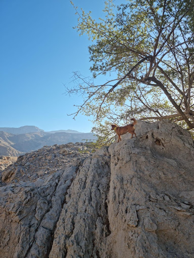 Dog hiking Dubai