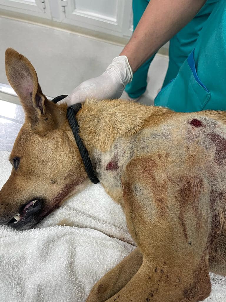 Dog shot in fujairah