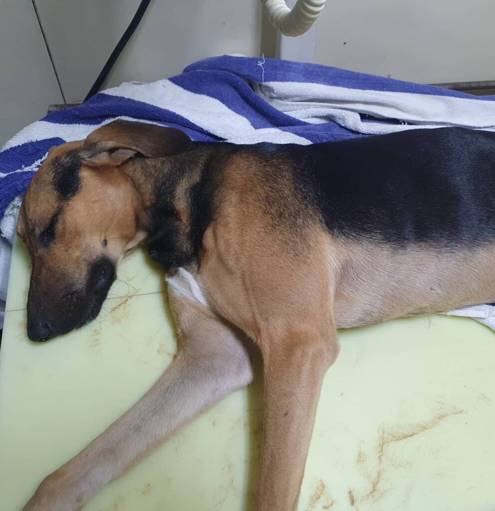 Dog shot in Ajman